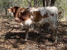Cut it Out x Tango Steer
