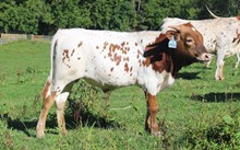 2021 BULL (CLASSIC OPAL)