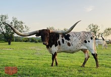 TXN CINNAMON'S PRIDE