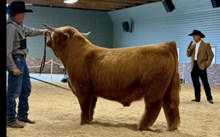 TC Murdach Semen