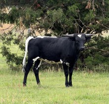 4L Jolie’s First Black Gem
