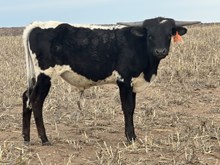 Daisy Dollop 2412 bull