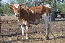 Capitalist x Rexie bee heifer