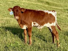 2025 Bull (Confessed)