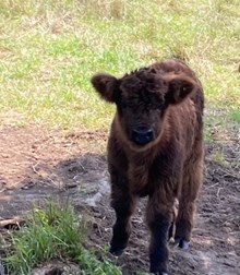 2020 Huff N Puff Bull
