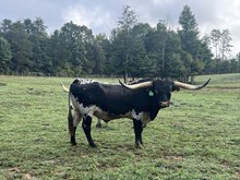 Lucksenuf Rustic Chrome