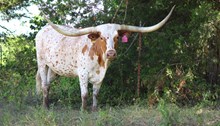 Kansas Cowgirl SS