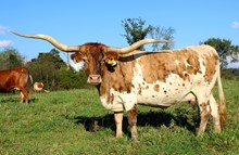 RJF LUCKY COWGIRL