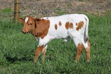 DW BIG DANCE X SCHWARBOMB’26 BULL