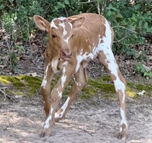 WS Heifer