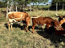 Flashback/Junebug heifer25