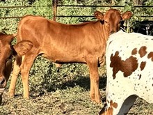 Flashback/EOT Outback Lady heifer25