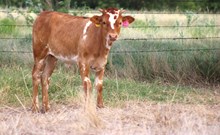 2026 Into Mischief Heifer
