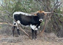 536 Bull