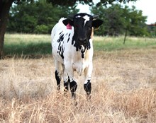 2026 Joy's Cowgirl Bull