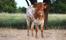 2026 TNT Heifer
