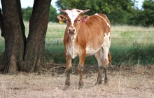 2025 Life of the Party Heifer