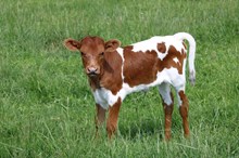 DW HANGIN HIGH X SCHWARBOMB 2026 Heifer
