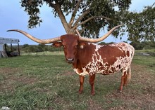Rugged Cross Resplendent