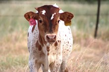 2026 Doll Parts Bull