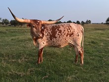 ACC Cowboy Killer