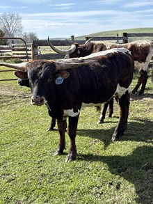 Reckon So X Pepper Chex 25 Bull
