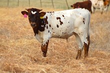 2026 Big Yikes  Bull