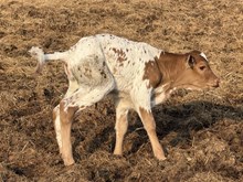 Juma Gun Heifer