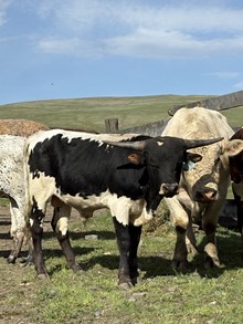 Reckon So X Another All Star 25 Bull