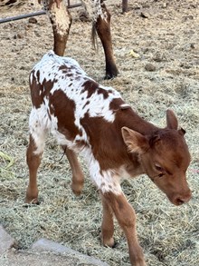 JL Southern Bull