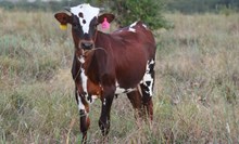 2026 Iron Lady Heifer