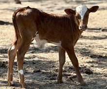 J & T's Apollo Bull Calf