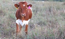 2026 Monkey Business Heifer