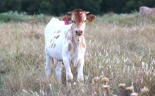 2026 Rainbow Unicorn Bull