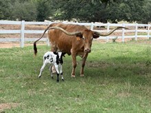 Twitter bull