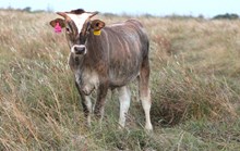 2026 High Maintenance Bull