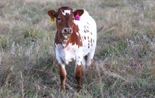 2026 Hells Bells Heifer