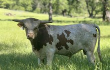 SLL ATLAS 138