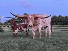 Southern Luck X 2H MAE WEST