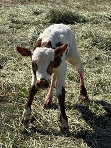 Locked N Loaded X Vinny’s Star 26 Heifer