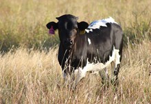 2026 Iceberg Rose Bull