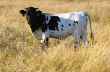 2026 High Voltage Heifer