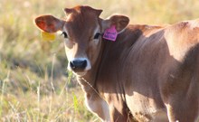 2026 Special Addition Heifer