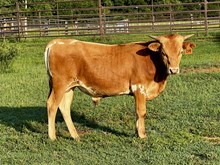 HL Buzzin' Beauty X Shiloh Chex 005 bull