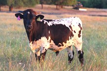 2026 High Society Bull