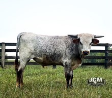 JCM AMERICAN RUST