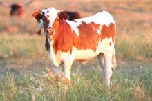 2026 Iron Blossom Heifer
