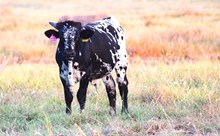 2026 Awesome Sauce Bull