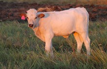 2026 Soothsayer Bull