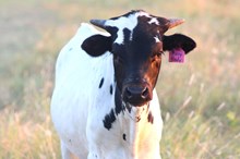 2026 Busybody Bull